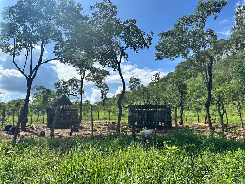A rural fenced enclosure with two rustic wooden huts among trees, goats grazing on dirt and tall grass, bright blue sky with clouds in the background.