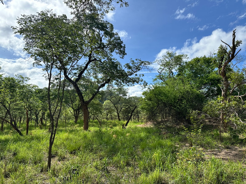 Open woodland with scattered slender trees, green grass undergrowth, and a bright blue sky with white clouds. A mix of sunlit foliage and shadowed areas.