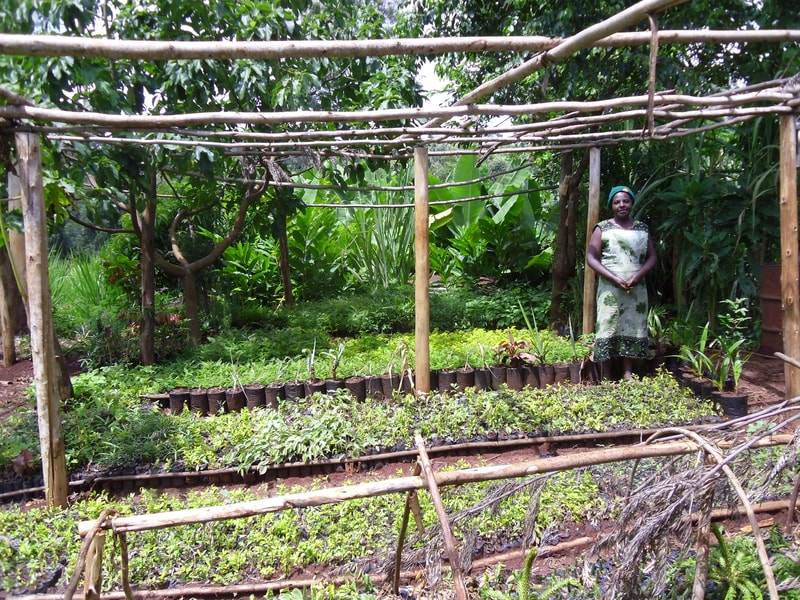 A woman in a green patterned dress stands in a lush garden with leafy plants, wooden trellis framing, and neat rows of seedlings in pots and beds.
