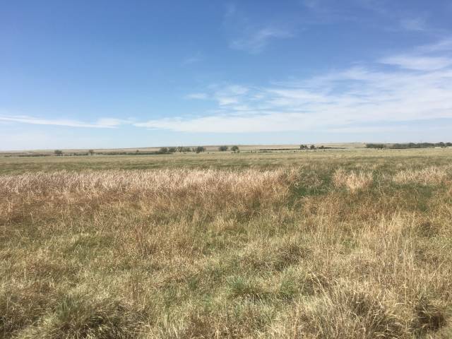 Open flat grassland under a blue sky with light clouds; dry tan grasses in the foreground transition to greened fields and distant sparse trees on the horizon.