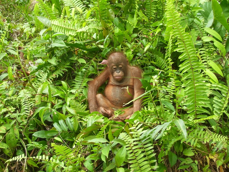 orangutan sitting calmly among dense green ferns and tropical foliage, appears relaxed with eyes closed and hands resting on its knees.
