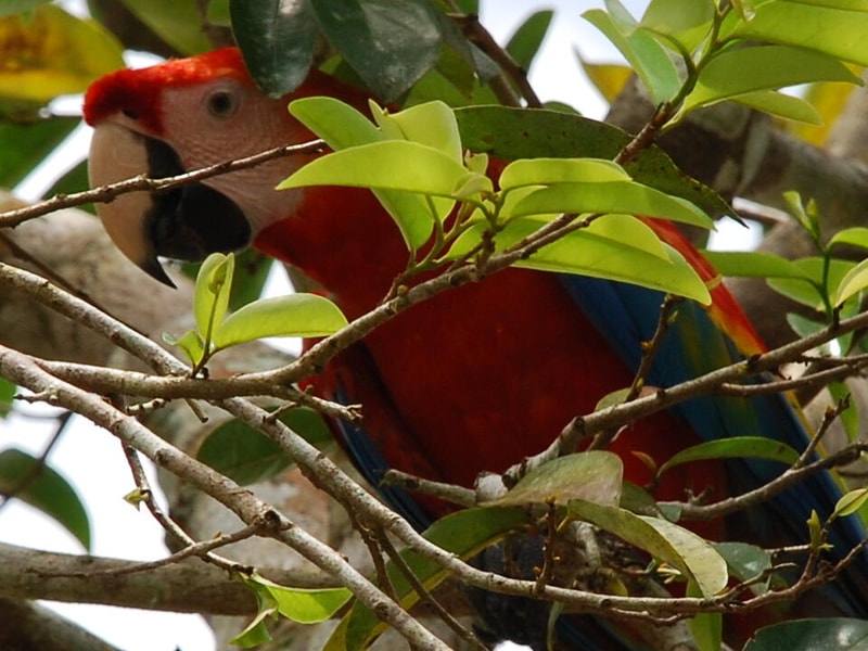 Colorful parrot with red head and body, blue wings, perched among green leaves and branches in a tree.