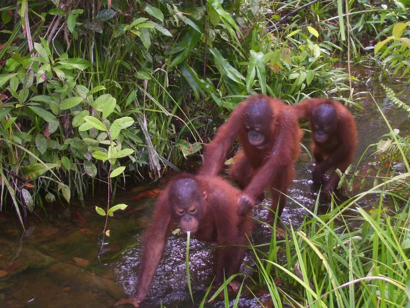 Three young orangutans wade through a shallow jungle stream, clinging to vegetation and each other, with dense green foliage in the background.