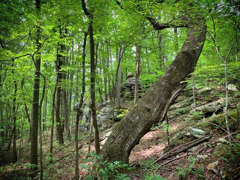 Lush green forest with multiple slender trees, dense foliage, and a leaning large tree trunk across a rocky, sun-dappled hillside.
