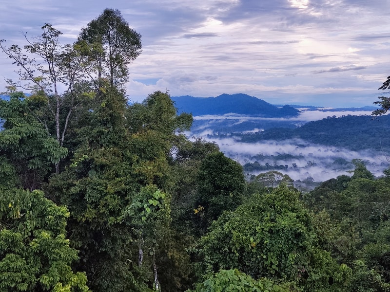Lush green tropical forest with tall trees in foreground, rolling hills and distant mountains shrouded in light mist, under a partly cloudy sky.