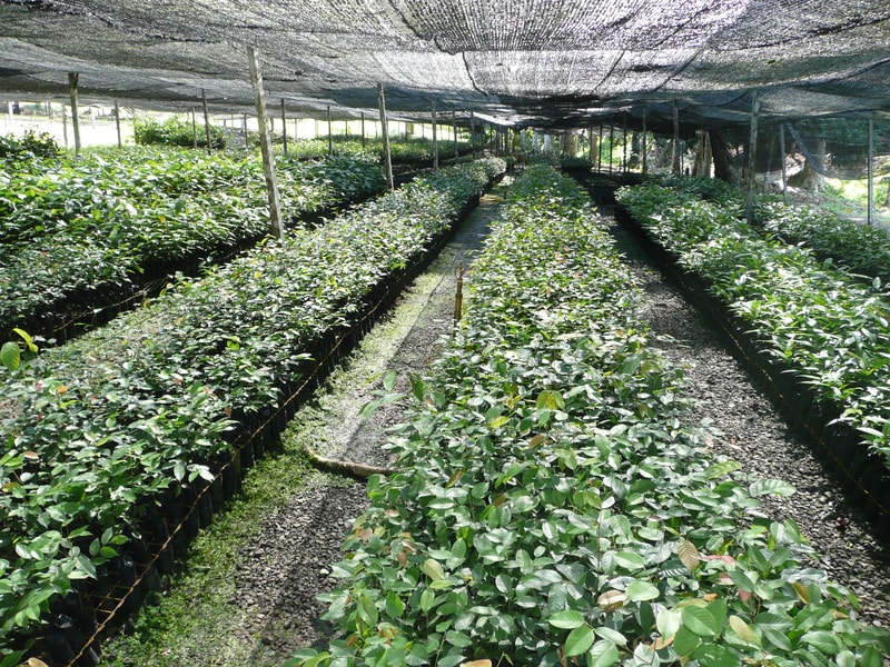 Rows of green leafy shrubs in black plastic pots under a shaded net, arranged in parallel aisles along gravel paths.