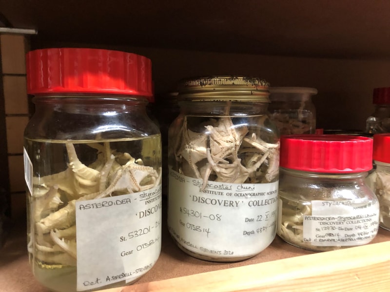Several glass jars with red caps on a shelf contain preserved white starfish specimens, labeled with handwriting, from the Institute of Oceanographic Science.