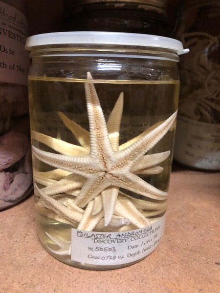 A glass jar filled with white starfish arranged in a decorative cluster; a label on the jar lists collection details.
