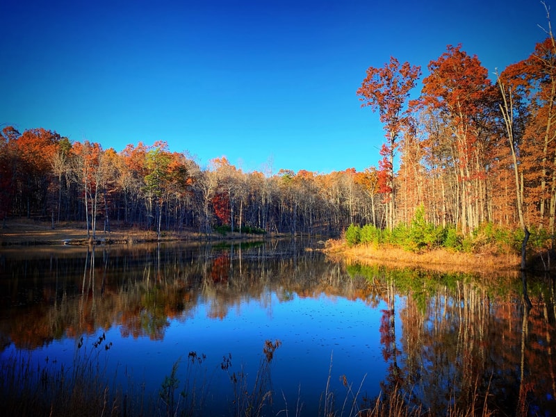 Autumn forest surrounding a calm lake with vibrant red, orange, and yellow trees, clear blue sky, pristine reflections on the water.