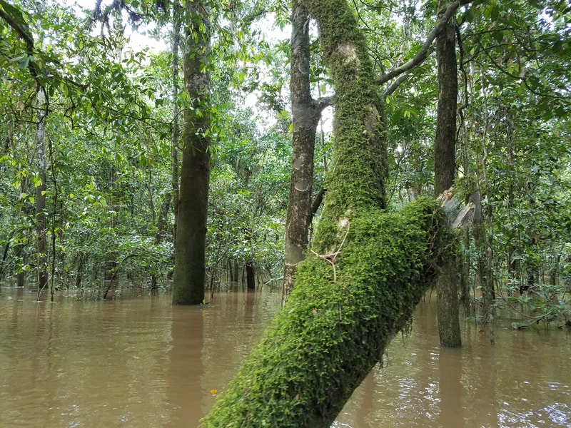 Dense flooded forest with muddy water, mossy tree trunks, and thick green foliage; a moss-covered fallen trunk arches over the water in a shaded swamp.