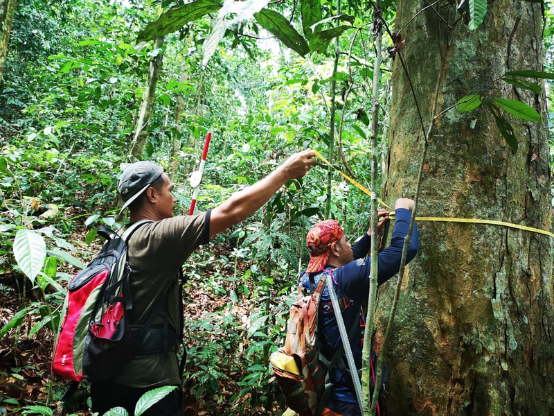 Two hikers measure a large tree in a dense jungle, using a tape measure while one person holds a red-handled tool and the other steadies the tape around the trunk.