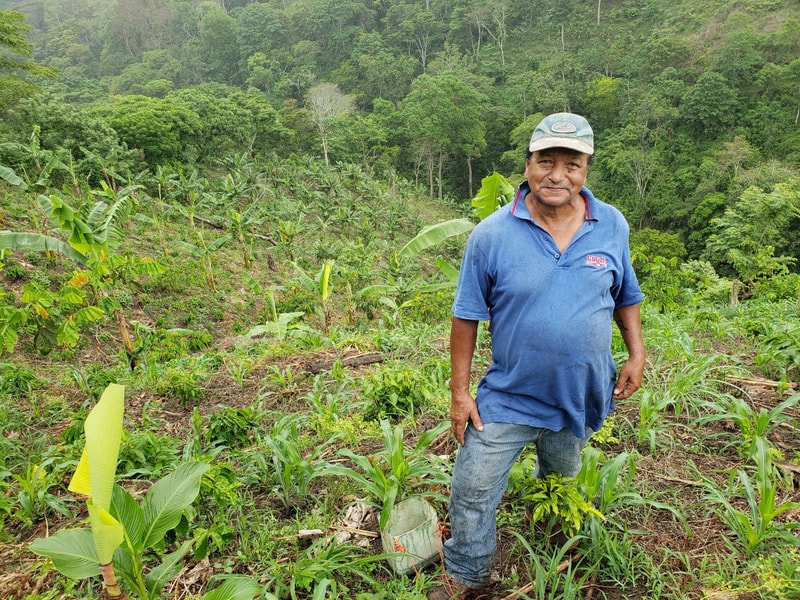 A farmer stands in a terraced hillside field with young banana plants, wearing a blue polo shirt, jeans, and a cap, with a lush green forest in the background.