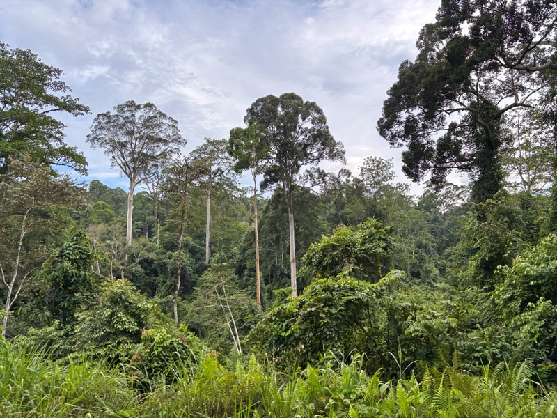 Lush tropical forest with tall slender trees rising above dense understory, green ferns and bushes in the foreground, and a partly cloudy blue sky overhead.