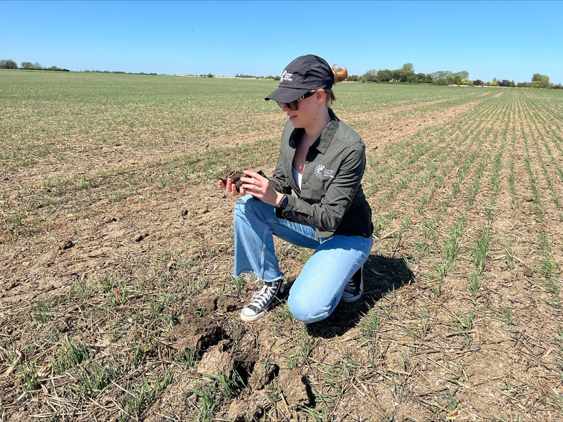 Person kneeling in a field examining soil clumps, wearing a black cap, sunglasses, green jacket, jeans, and sneakers, holding a handful of soil with small plants. Distanced rows of crops extend across the field under a clear blue sky.