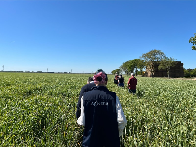 People walking through a tall green crop field on a sunny day, wearing hats and jackets, with trees and stacked hay bales in the distance under a clear blue sky.