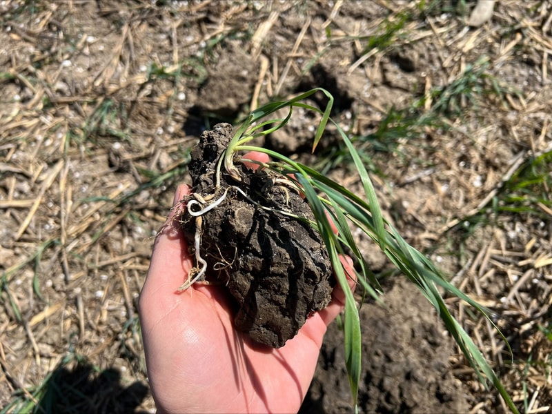 A hand holding a clump of dark soil with a small plant sprouting, showing green grassy leaves and white roots tangled in the dirt.
