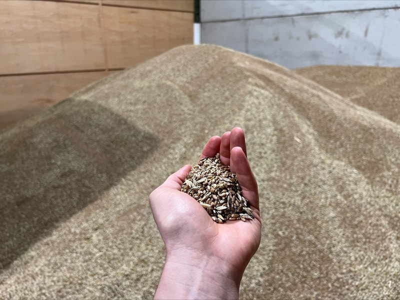 pile of light brown and tan grains in a cupped hand, with a large mound of similar grain in the background and wooden walls behind.
