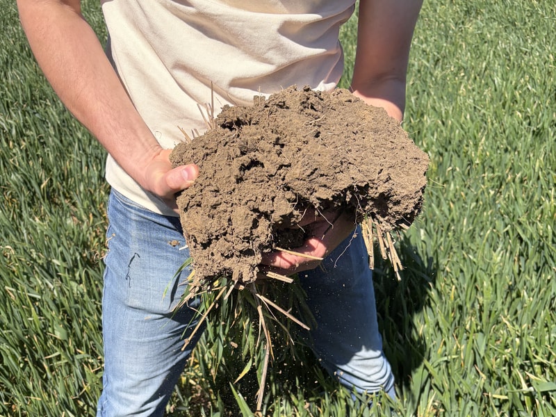 A person in a light shirt and jeans stands in a field, holding a large clump of dark soil with tangled roots and straw-like plant material.