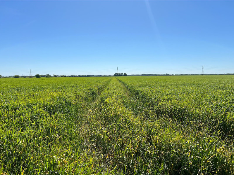 Wide flat green field of tall crops under a clear blue sky, with a dirt path leading to distant trees and power lines on the horizon.