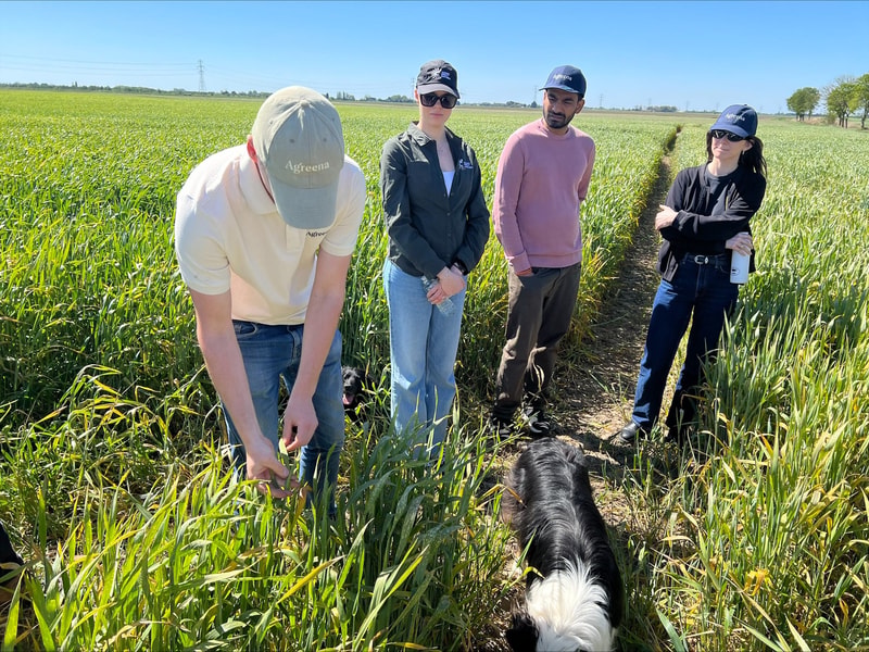 group of four people standing in a tall green field between crops on a sunny day, two dogs sniffing near their feet, all wearing caps and casual clothing.