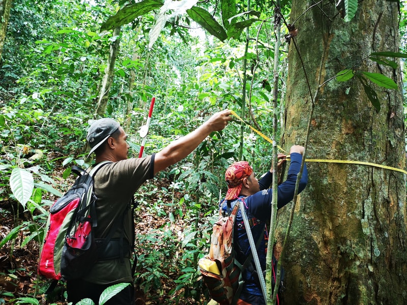 Two people in a dense jungle measure a tree: one points with a measuring tape while the other steadies the tree with a strap, both wearing backpacks.