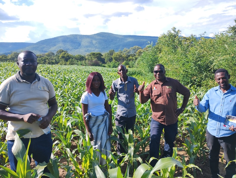 Group of five people standing in a cornfield with mountains in the background, smiling and giving thumbs up, dressed casually under a bright sky.