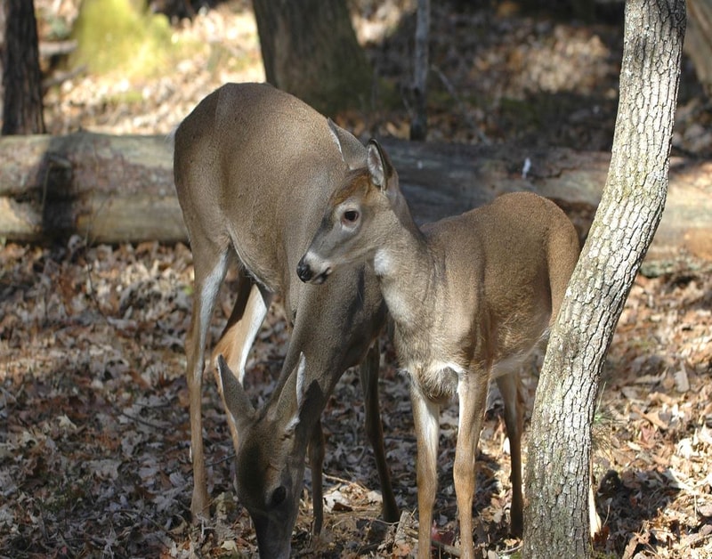 Two deer standing among fallen leaves in a sunlit wooded area, one looking to the side while the other feeds near a tree trunk.