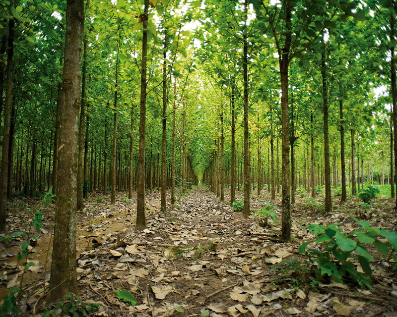 A symmetrical plantation with evenly spaced young trees in rows, green leaves above and leaf litter on a brown forest floor extending into the distance.
