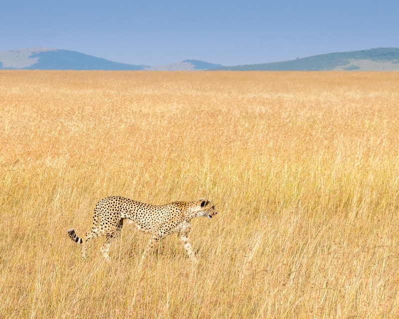 A cheetah walking through tall golden grass in a vast savanna with distant blue hills under a clear blue sky.