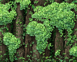 A close-up of tree trunks covered with dense green climbing ivy and leaves, creating a lush leafy facade along the bark.