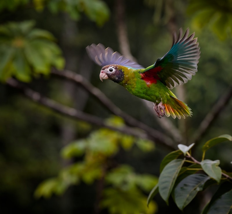 A colorful parrot in mid flight with green body, red chest, blue wings, and yellow-tipped tail, against a blurred leafy forest background.