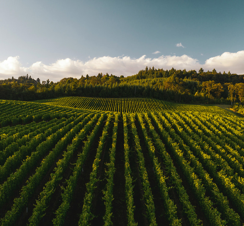 Vineyard rows stretch across rolling hills with lush green vines, a distant tree line, and a bright blue sky with scattered clouds overhead.