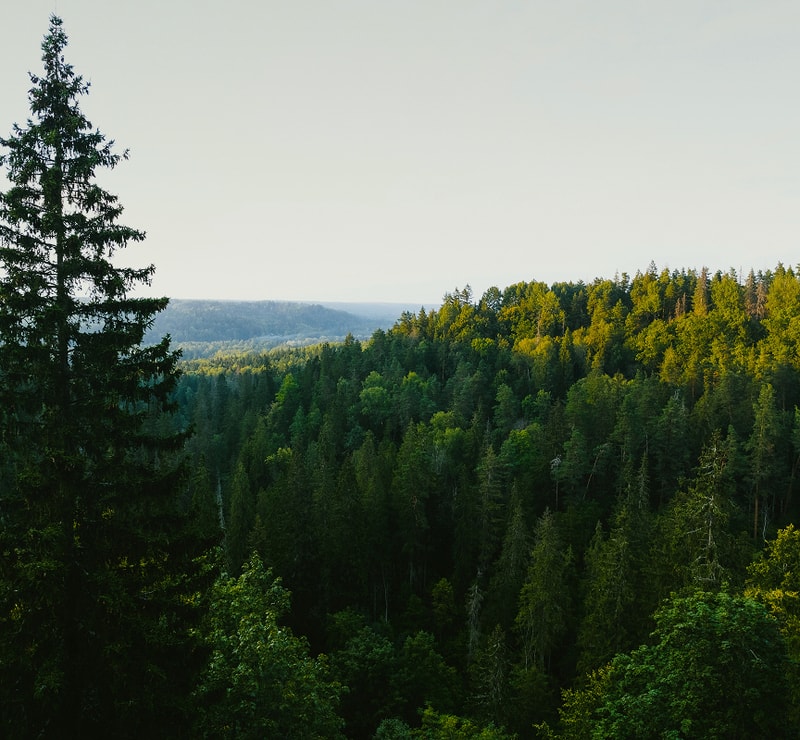 Lush green forest stretches across rolling hills under a clear sky, with tall trees dominating the foreground and sunlight illuminating the treetops in the distance.
