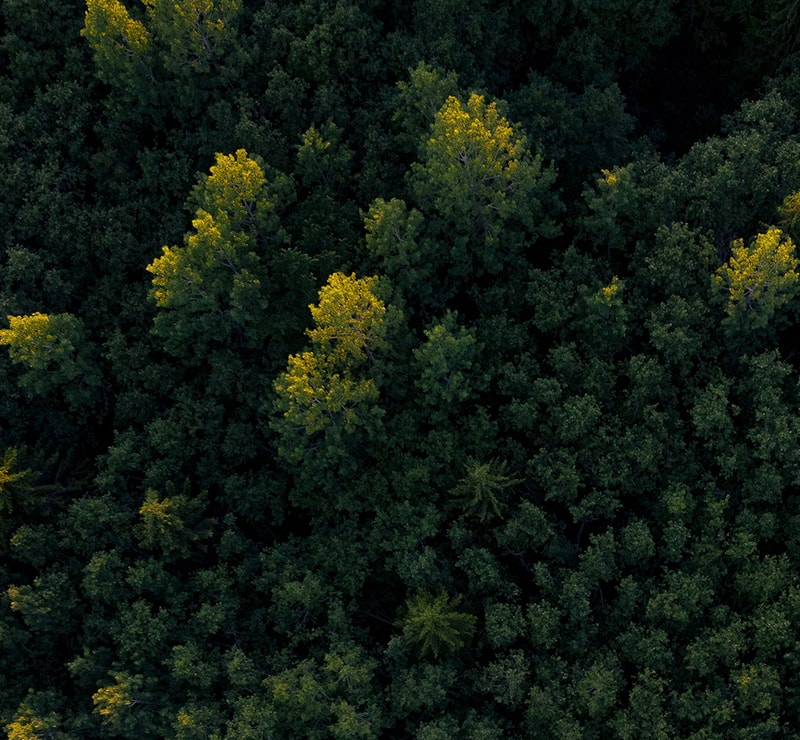 Aerial view of a dense forest with scattered trees illuminated in yellow-green leaves against dark green canopy.