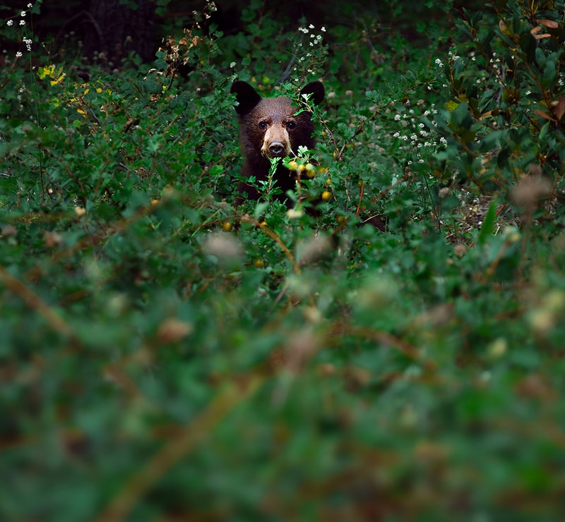 a bear partially hidden among dense green plants and wildflowers, looking toward the camera with a curious expression in a forested undergrowth