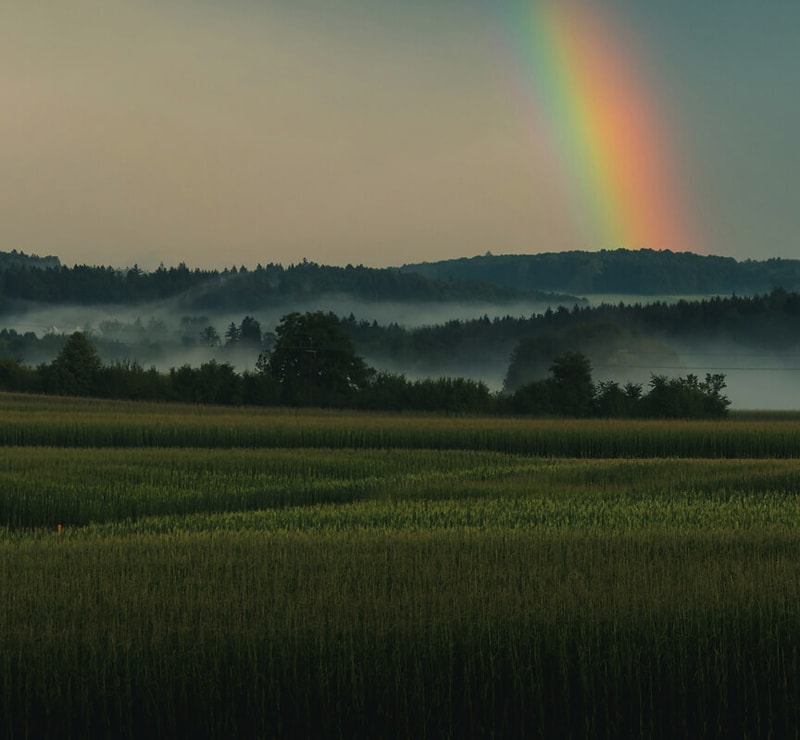 Vast field of tall green crops under a misty, layered forest horizon, with a bright rainbow arching across a dusky sky.