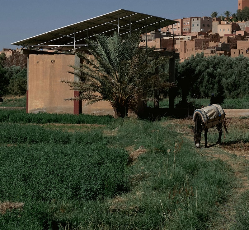 A dirt path runs through a green field toward a small building with a palm tree in front, a horse-drawn cart on the right, and a hillside village in the background.
