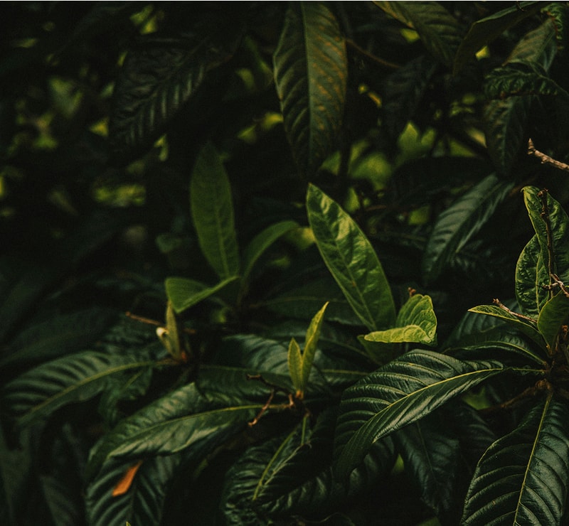 Dense, dark green foliage with glossy, elongated leaves; subtle light highlights along leaf veins, creating a rich, tropical undergrowth look.
