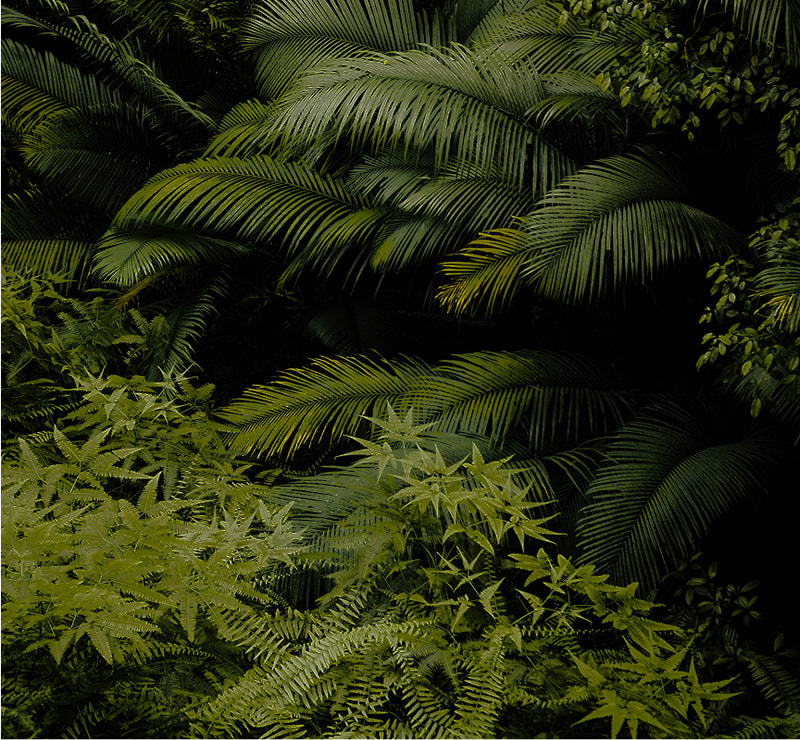 Dense tropical foliage with large palm fronds overhead and spiky, bright-green ferns in the foreground, creating a lush, shaded jungle scene.