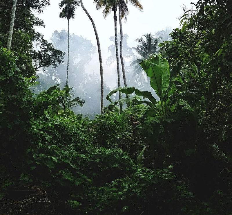 Dense tropical jungle with lush green foliage and banana plants in the foreground, tall palm trees, and a hazy, misty atmosphere in the background.