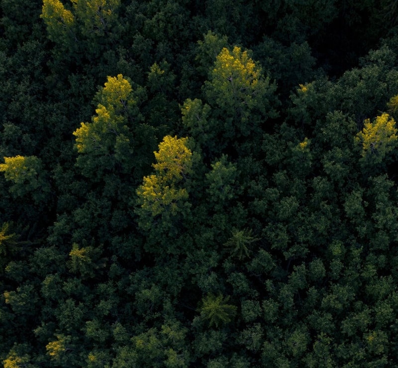 Aerial view of dense forest with dark green trees and scattered sunlit treetops in bright yellow-green hues throughout the canopy.