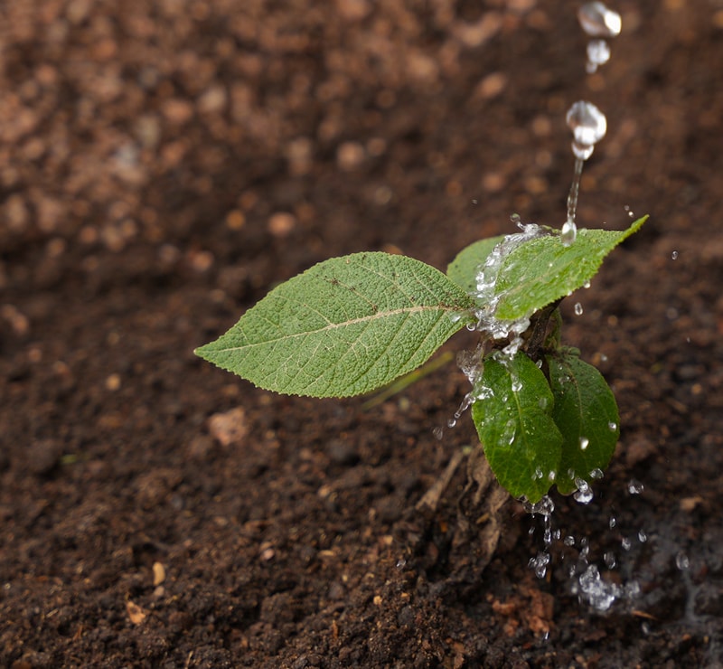 Young plant with vibrant green leaves being rinsed by a splash of water, droplets arcing downward onto rich brown soil background.