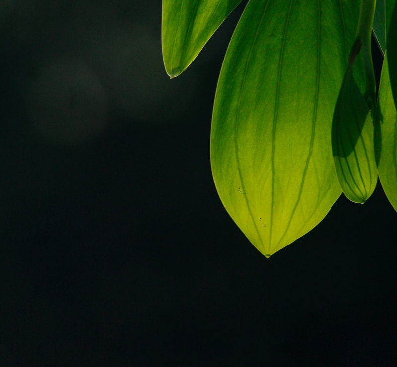Green plant leaves with prominent veins hang against a dark, almost black background, sunlight highlighting the bright lime color and delicate leaf tips.