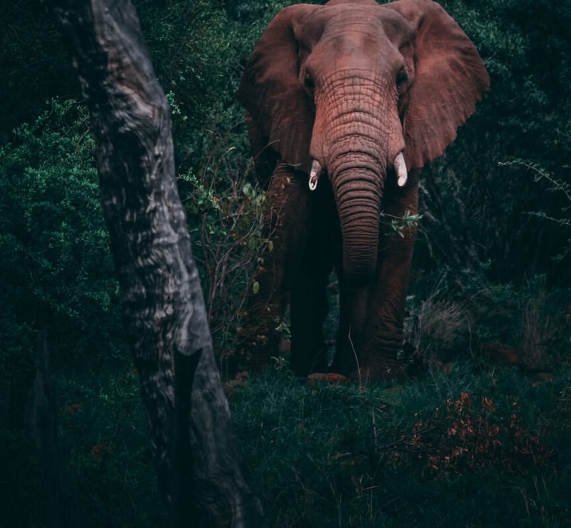A large brown elephant stands among dense green foliage, facing the camera with its trunk held down and tusks visible, partially shaded by trees.