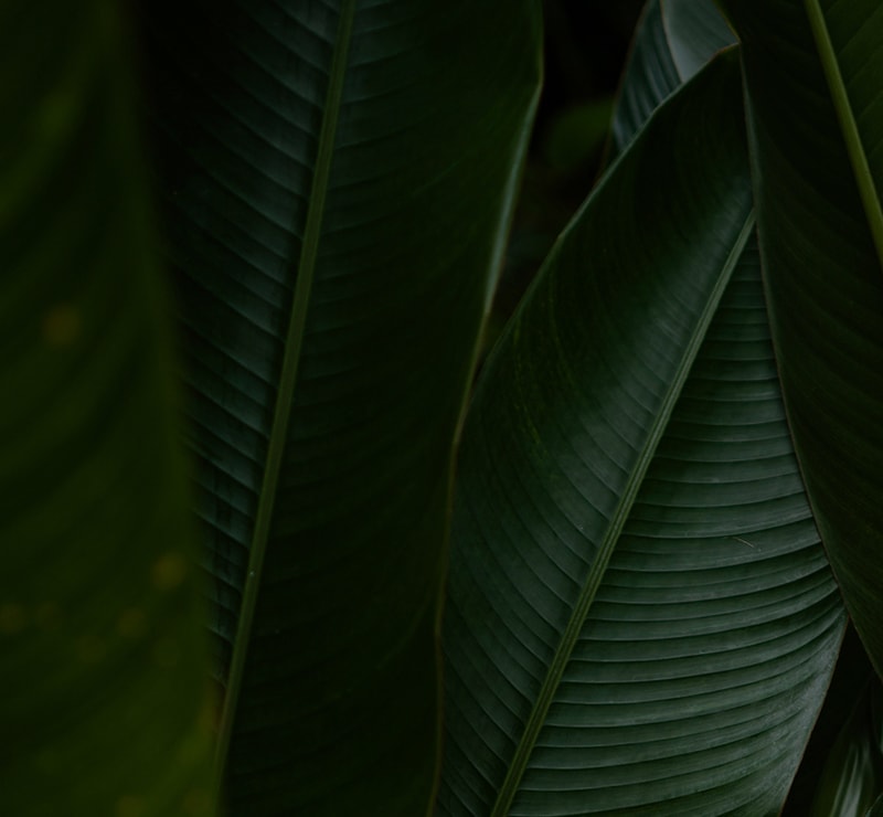 Lush dark green tropical leaves with prominent parallel veins, overlapping gracefully to form a textured, shadowed close-up composition.