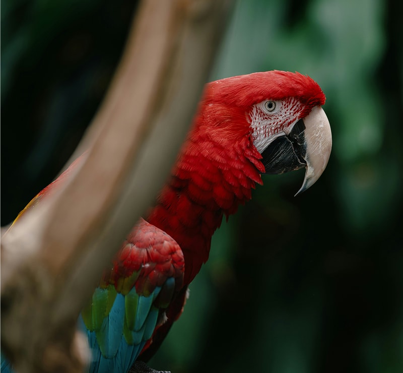 A scarlet macaw perched behind a curved branch, with bright red head and neck, white facial skin with red feathering, and vibrant blue-green wing feathers visible.