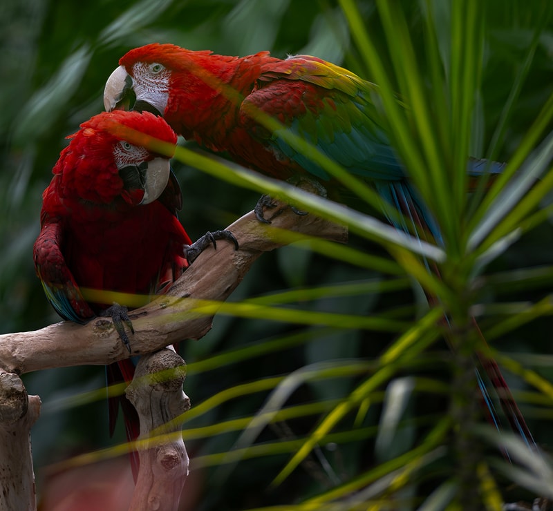 Two scarlet macaws perch on a weathered branch amid blurred green foliage, their bright red bodies, blue-green wings, and large beaks touching in close contact.