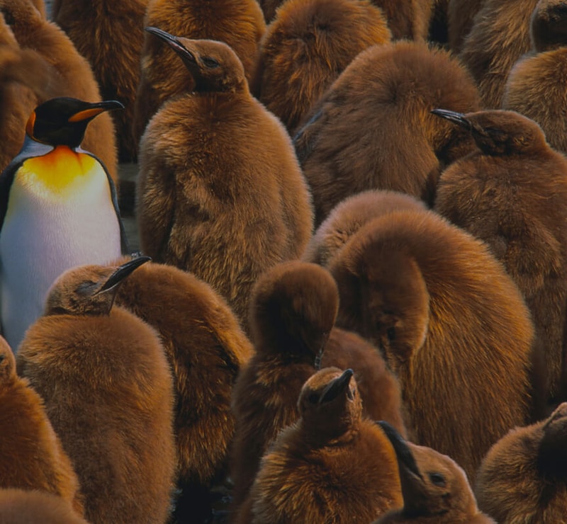 A group of brown fluffy penguin chicks crowd together, with a single adult emperor penguin distinguished by its white chest and vivid yellow-orange neck patch on the left.