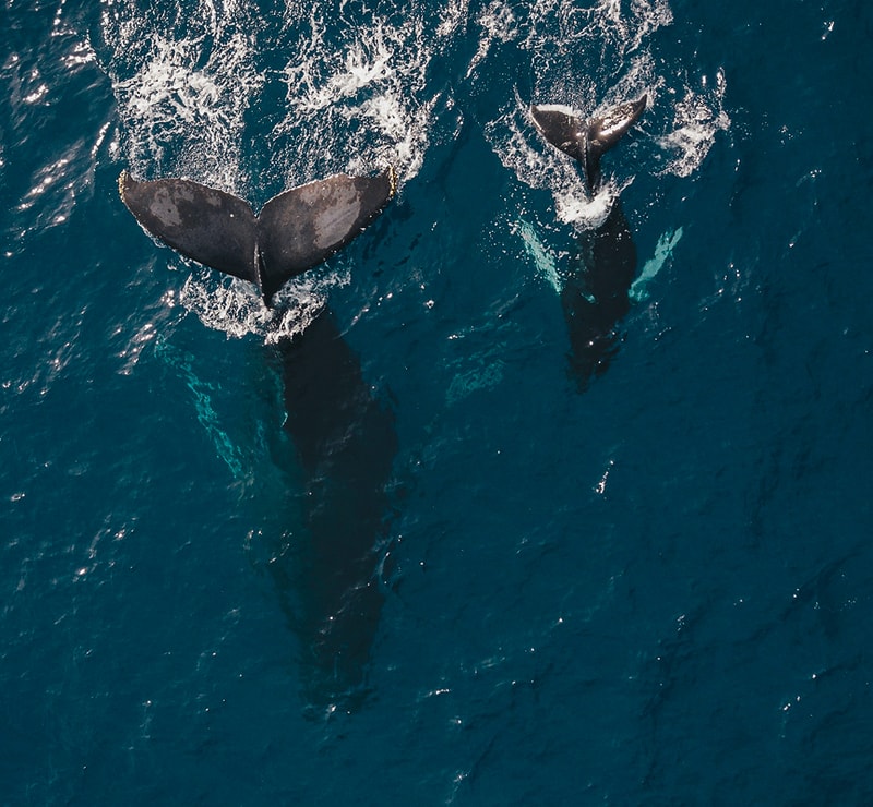 Two whales surfacing and swimming away in a deep blue ocean, their tails (tail flukes) visible as they dive, creating white wake trails.