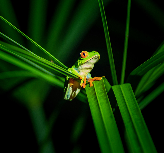 Small green frog with bright orange eyes gripping a blade of grass, clinging between slender green leaves against a dark background.